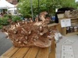 Growing your own mushrooms at the Great Barrington Farmers Market