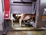 High Lawn Farm's state of the art milking machine