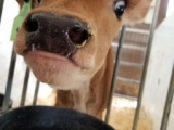 Moo!